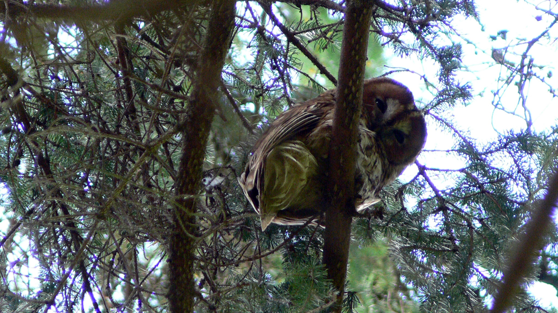 Macska bagoly1_260226130859.jpg